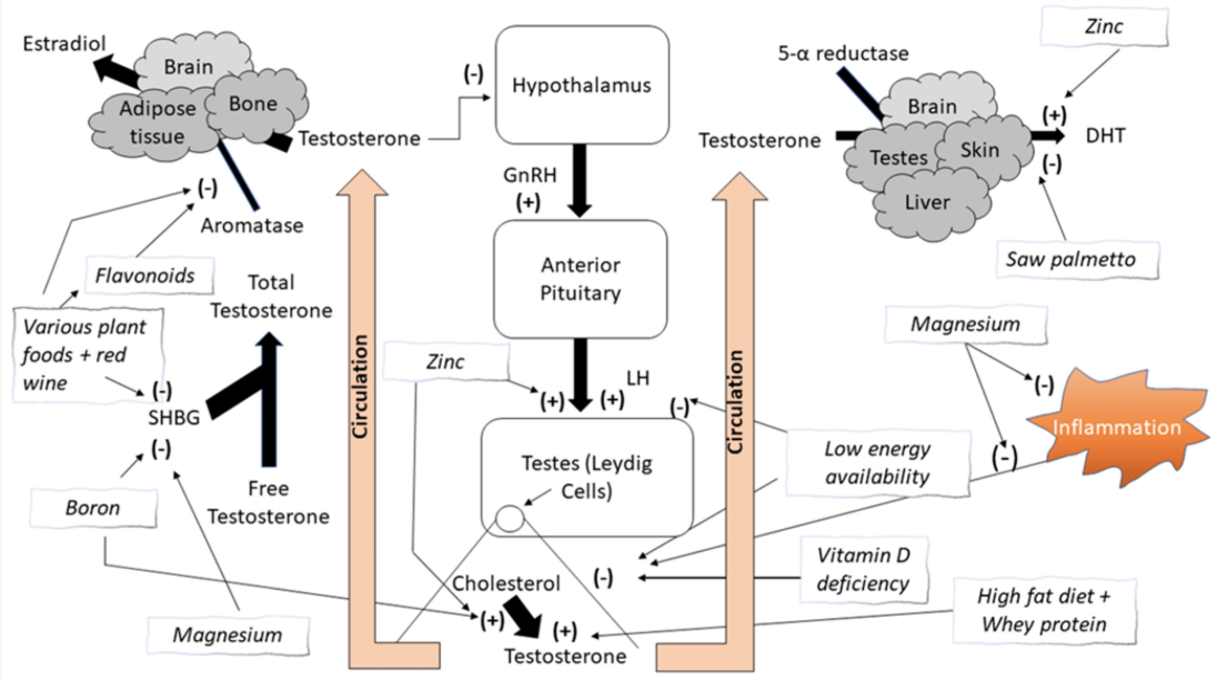 È possibile aumentare i livelli di testosterone in modo naturale? 